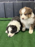 Chester, a male Australian Shepherd for sale in Hubbard, IA – Photo 4 of 6