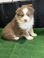Chester, a male Australian Shepherd for sale in Hubbard, IA – Photo 1 of 6