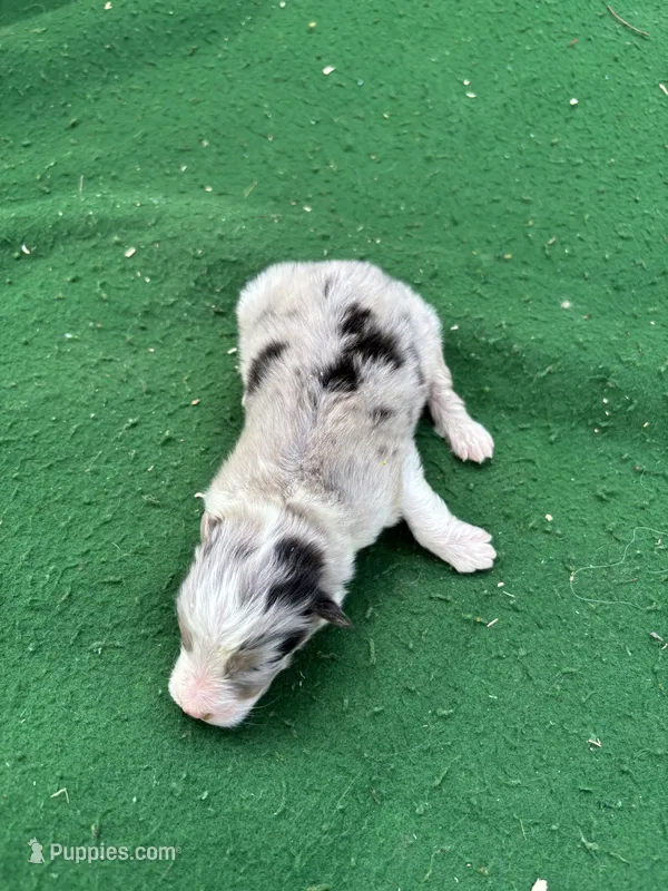 Blue – Australian Shepherd puppy for sale in Hubbard, IA