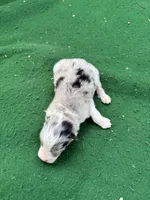 Blue, a male Australian Shepherd for sale in Hubbard, IA – 1 of 4