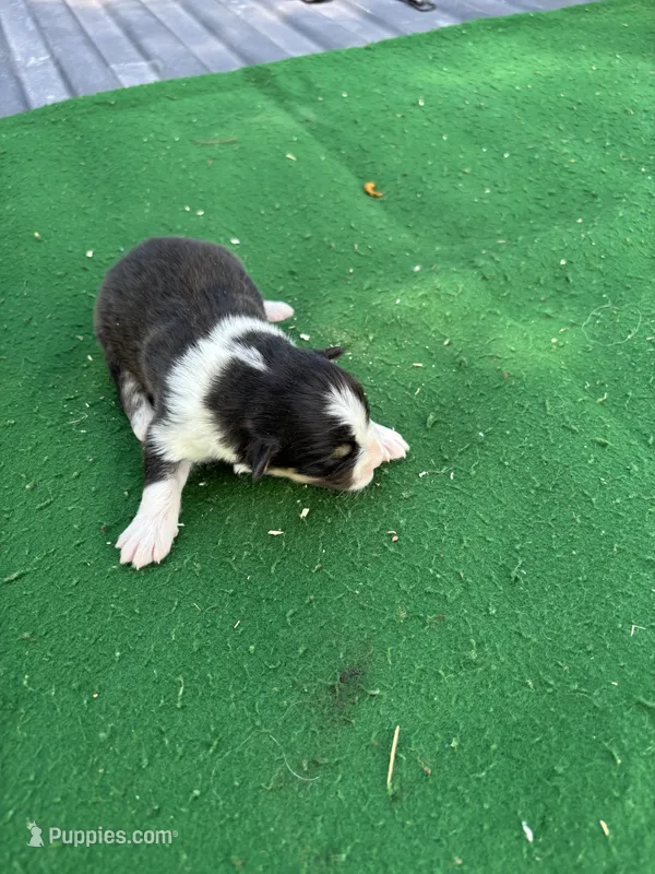 Teddy – Australian Shepherd puppy for sale in Hubbard, IA