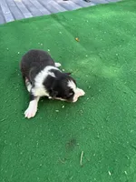 Teddy, a male Australian Shepherd for sale in Hubbard, IA – 1 of 4