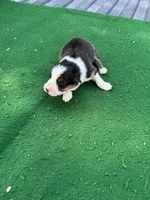 Rex, a male Australian Shepherd for sale in Hubbard, IA – 1 of 3