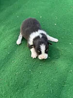 Roscoe, a male Australian Shepherd for sale in Hubbard, IA – 3 of 4