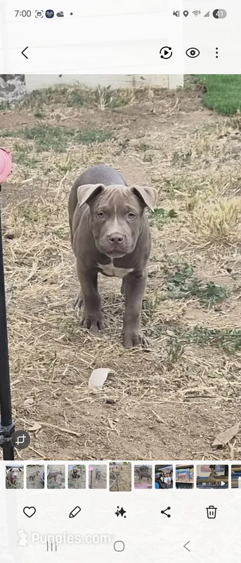 Willow – Staffordshire Bull Terrier puppy for sale in San Bernardino, CA