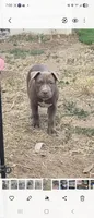 Willow, a male Staffordshire Bull Terrier for sale in San Bernardino, CA – 2 of 8