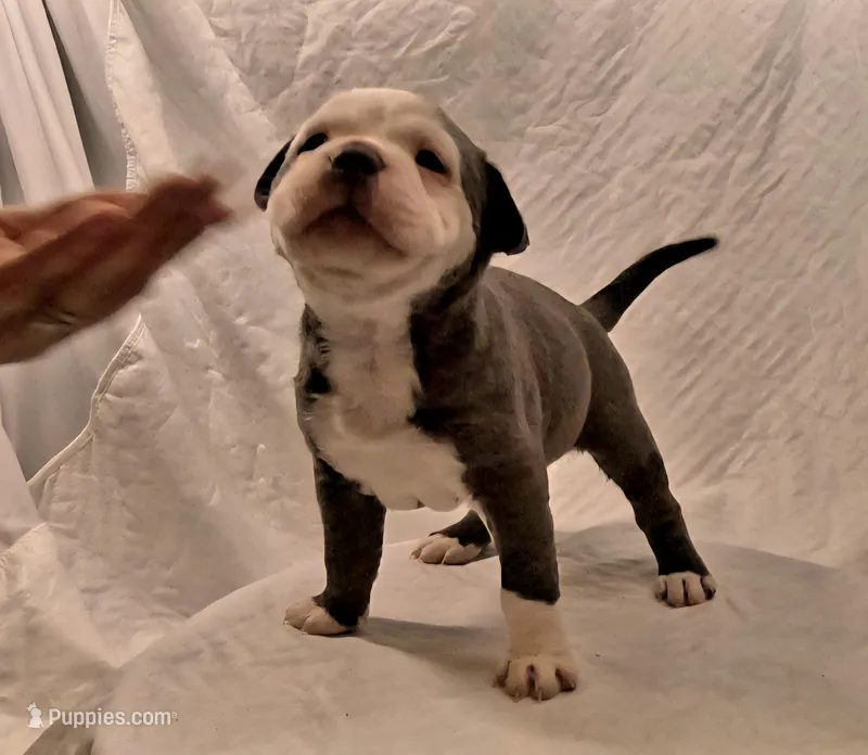 Ghost Face – Staffordshire Bull Terrier puppy for sale in San Bernardino, CA