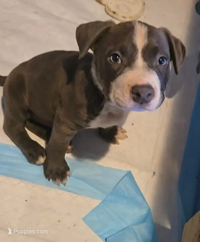 Snoopy – Staffordshire Bull Terrier puppy for sale in San Bernardino, CA
