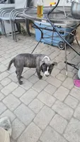 Bugs, a male Staffordshire Bull Terrier for sale in San Bernardino, CA – 4 of 9