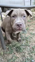 Willow, a male Staffordshire Bull Terrier for sale in San Bernardino, CA – 3 of 8