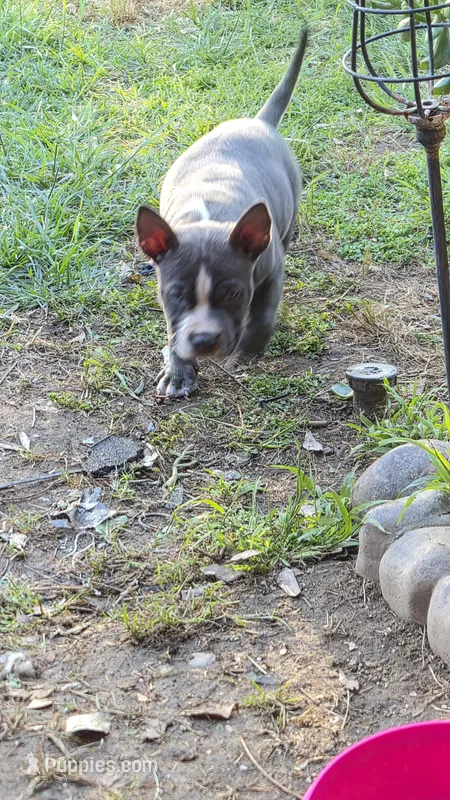 Bugs, a male Staffordshire Bull Terrier for sale in San Bernardino, CA – Photo 1 of 4
