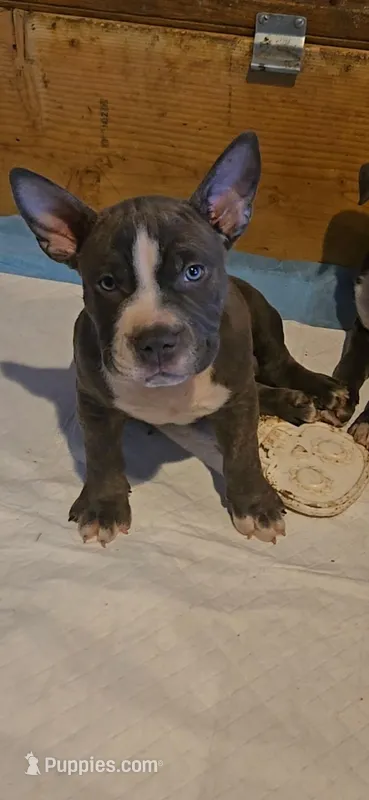 Bugs – Staffordshire Bull Terrier puppy for sale in San Bernardino, CA