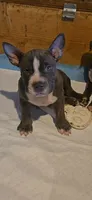 Bugs, a male Staffordshire Bull Terrier for sale in San Bernardino, CA – 2 of 6
