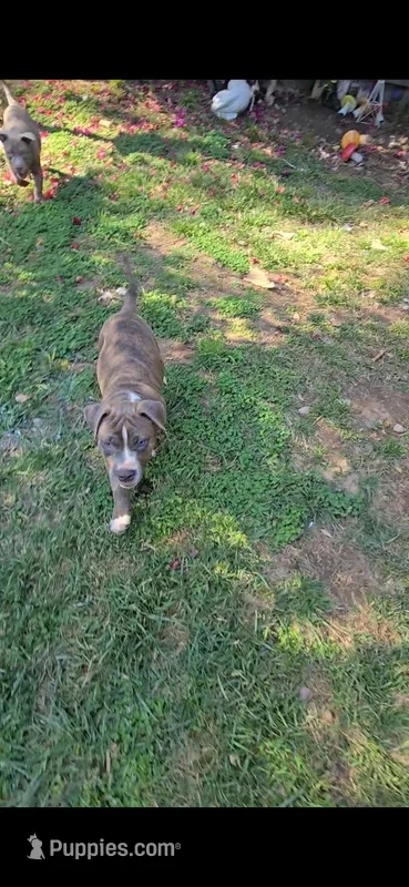 Beethoven. – Staffordshire Bull Terrier puppy for sale in San Bernardino, CA