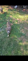 Beethoven., a male Staffordshire Bull Terrier for sale in San Bernardino, CA – 1 of 10