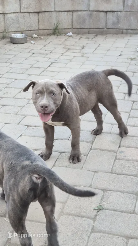 Willow – Staffordshire Bull Terrier puppy for sale in San Bernardino, CA
