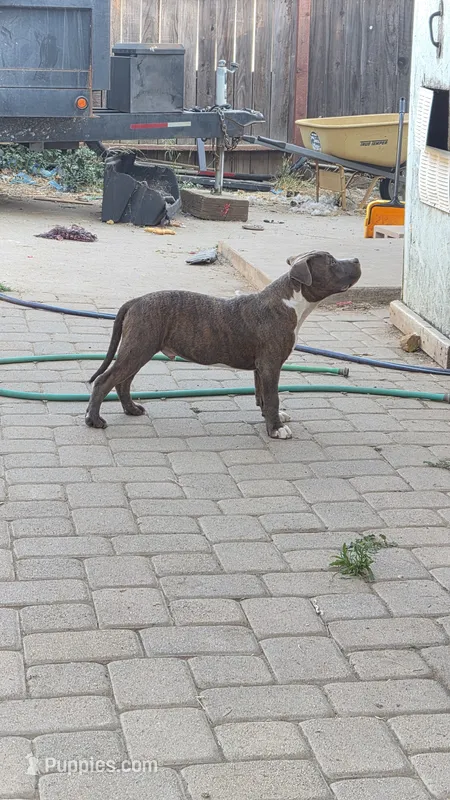 Beethoven. – Staffordshire Bull Terrier puppy for sale in San Bernardino, CA
