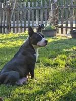 Gigi, a female Staffordshire Bull Terrier for sale in San Bernardino, CA – Photo 4 of 5