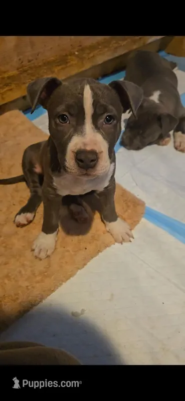 Gigi – Staffordshire Bull Terrier puppy for sale in San Bernardino, CA