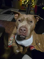 Gigi, a female Staffordshire Bull Terrier for sale in San Bernardino, CA – Photo 3 of 5