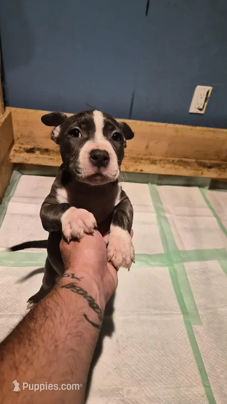 Gigi – Staffordshire Bull Terrier puppy for sale in San Bernardino, CA