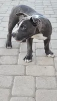 Bugs, a male Staffordshire Bull Terrier for sale in San Bernardino, CA – 9 of 9