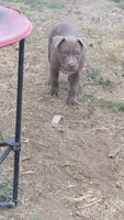 Willow, a male Staffordshire Bull Terrier for sale in San Bernardino, CA – 7 of 8