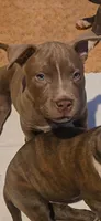 Willow, a male Staffordshire Bull Terrier for sale in San Bernardino, CA – 8 of 8