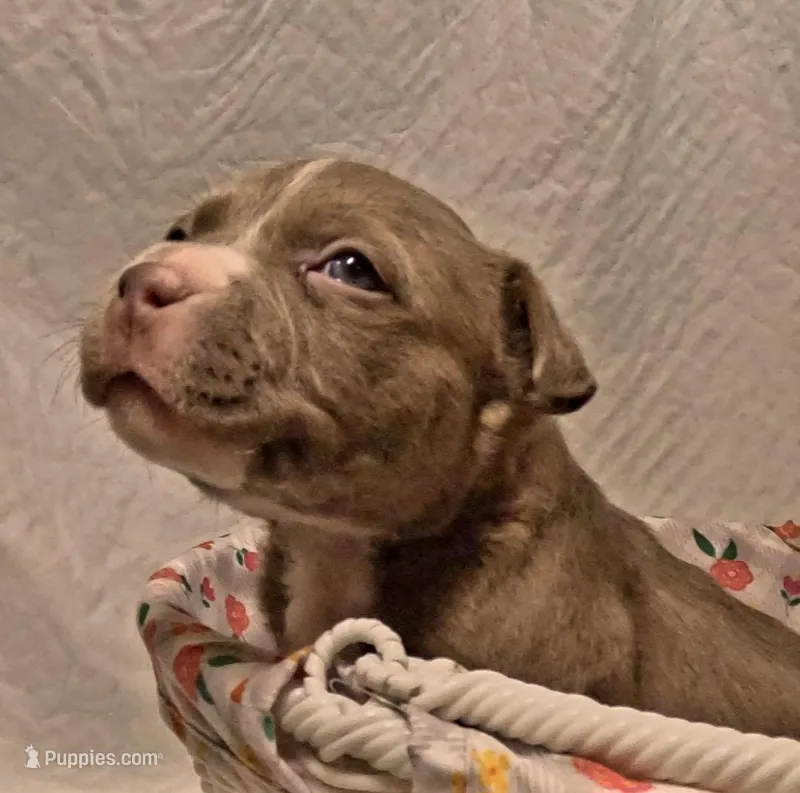 Staffordshire Bull Terrier  – Staffordshire Bull Terrier puppy for sale in San Bernardino, CA