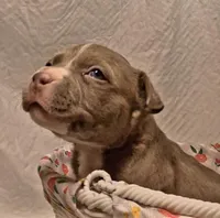Staffordshire Bull Terrier , a male Staffordshire Bull Terrier for sale in San Bernardino, CA – Photo 1 of 8
