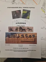 Staffordshire Bull Terrier ready forever home, a male Staffordshire Bull Terrier for sale in San Bernardino, CA – Photo 2 of 2