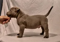 Staffordshire Bull Terrier ready forever home, a male Staffordshire Bull Terrier for sale in San Bernardino, CA – Photo 1 of 2