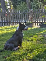 Baby Bear, a male Staffordshire Bull Terrier for sale in San Bernardino, CA – Photo 6 of 6