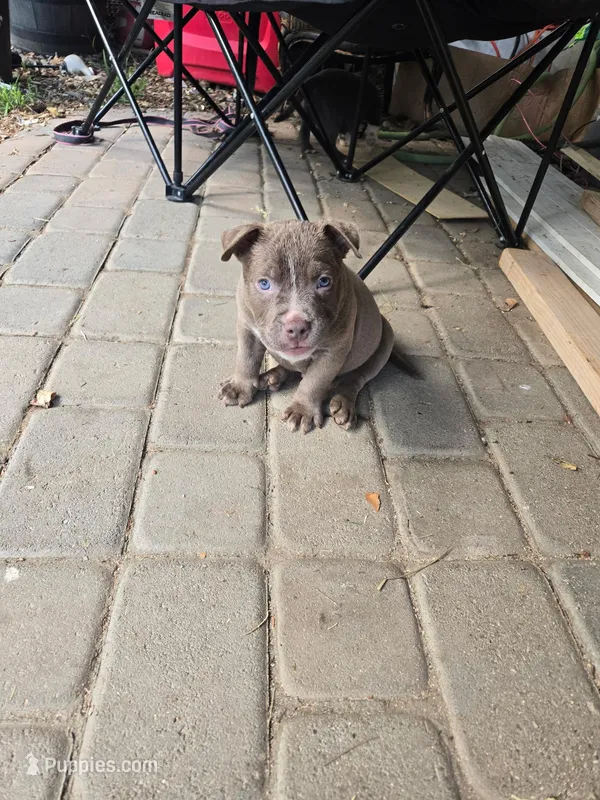 Baby Bear – Staffordshire Bull Terrier puppy for sale in San Bernardino, CA