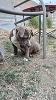 Beethoven., a male Staffordshire Bull Terrier for sale in San Bernardino, CA – 2 of 10