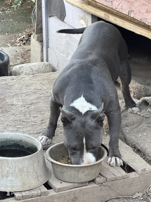 Bugs – Staffordshire Bull Terrier puppy for sale in San Bernardino, CA