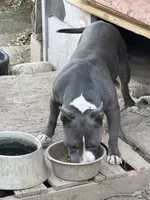 Bugs, a male Staffordshire Bull Terrier for sale in San Bernardino, CA – 1 of 10