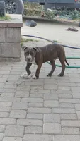 Beethoven., a male Staffordshire Bull Terrier for sale in San Bernardino, CA – 2 of 10