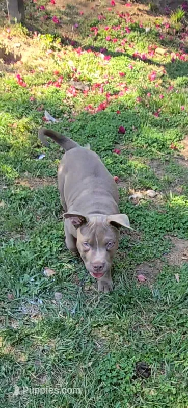 Willow – Staffordshire Bull Terrier puppy for sale in San Bernardino, CA