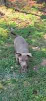 Willow, a male Staffordshire Bull Terrier for sale in San Bernardino, CA – 1 of 8