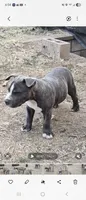 Bugs, a male Staffordshire Bull Terrier for sale in San Bernardino, CA – 1 of 6