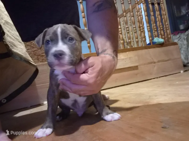 Beethoven. – Staffordshire Bull Terrier puppy for sale in San Bernardino, CA