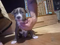 Beethoven., a male Staffordshire Bull Terrier for sale in San Bernardino, CA – Photo 1 of 6