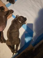 Beethoven., a male Staffordshire Bull Terrier for sale in San Bernardino, CA – 8 of 10