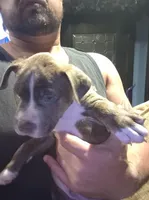 Beethoven., a male Staffordshire Bull Terrier for sale in San Bernardino, CA – Photo 2 of 6