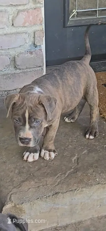 Beethoven. – Staffordshire Bull Terrier puppy for sale in San Bernardino, CA