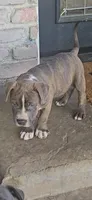 Beethoven., a male Staffordshire Bull Terrier for sale in San Bernardino, CA – 4 of 10