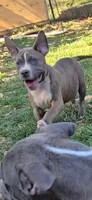 Beethoven., a male Staffordshire Bull Terrier for sale in San Bernardino, CA – 6 of 10