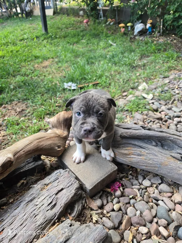 Lobo  – Staffordshire Bull Terrier puppy for sale in San Bernardino, CA