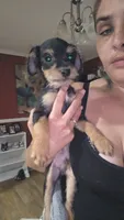 Buttons, a male Chorkie for sale in Maxton, NC – 1 of 2